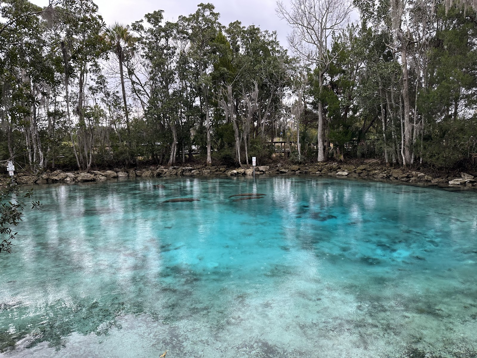 Where to See Manatees in Florida — A Local's Guide to the Springs