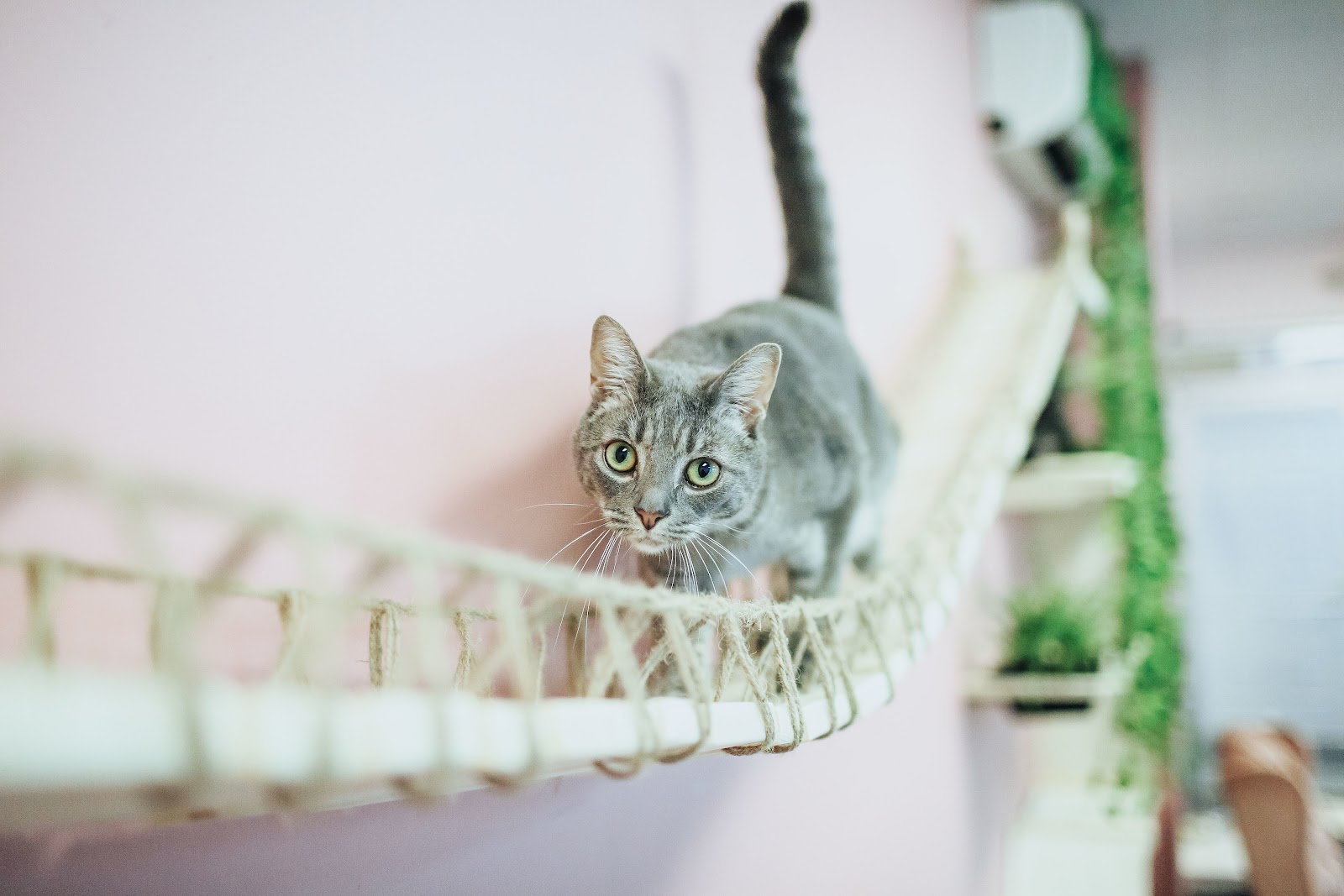 Tally Cat Cafe